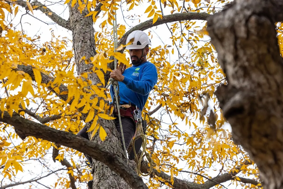 Skilled Tree Pruning crew working in Lambrook
